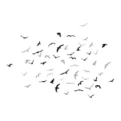 A flock of flying silhouette birds. Black on white background. Vector