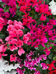 Colourful potted cyclamens coum