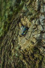Eurasian blue tit sitting in a tree at the entrance to the hollow
