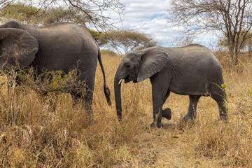 Fototapeta premium Elephant in Africa savanna on dry grass at safari game drive. Wild nature in African national parks of Kenya and Tanzania. Mammals animals wildlife in African savanna bush Tarangire national park