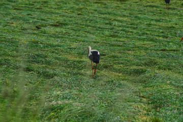 white stork in a mown meadow in Poland