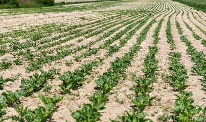 Close-up on small green plants growing in a row in a field