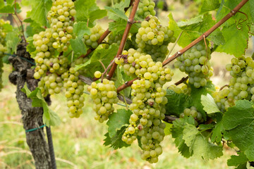 Juicy Grape Bunches Hanging on Green Vines