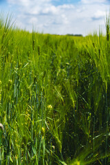 close-up on green rye growing in a field