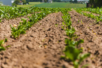 Close-up on small green plants growing in a row in a field