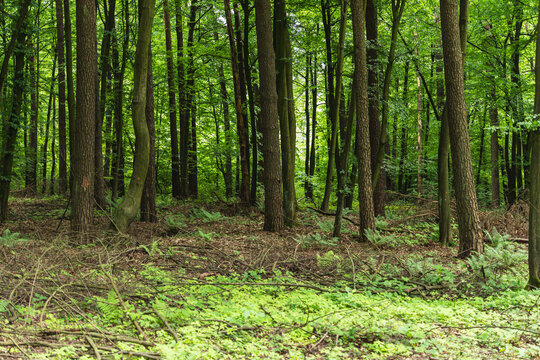 landscape of deciduous forest of the temperate zone