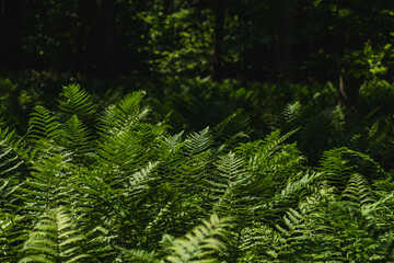 Green ferns on the bottom of a deciduous forest of the temperate zone