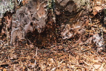Close-up of ants visible on an old tree trunk