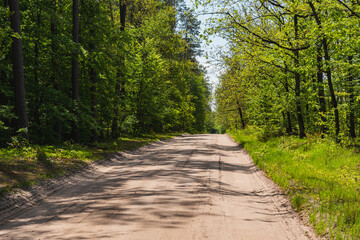 Fototapeta premium landscape with a sandy road through a green forest
