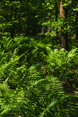 Green ferns on the bottom of a deciduous forest of the temperate zone