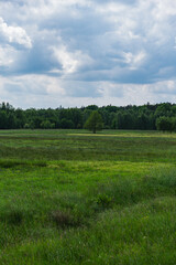 Unmown meadow during a cloudy day in the foothills of a deciduous forest