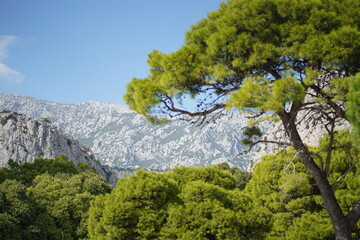 Solo travel, dubrovnik, gardens, flowers, croatia, vienna, montenegro, vienna, lake bled, omis, brac island, cavtat, photography