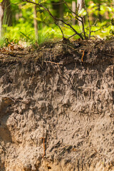 close-up on top layers of podzolic soil