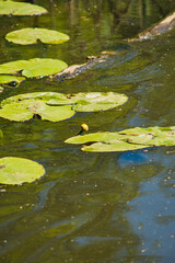 close-up of a yellow water lily growing on the surface of the lake