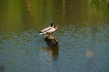 male of eurasian teal sitting on a branch ticking out of the lake water