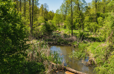 Fototapeta premium Landscape of fallen trees in a marshy area near a river