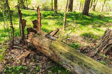 The trunk of an old fallen tree which undergoes natural decomposition of organic matter