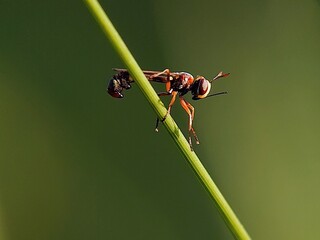 Macro Close-Up: How Do Flower Flies (Syrphidae) Rest on Green Grass Stems in the Morning?