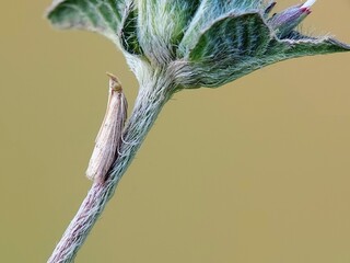 Why Do Small Moths (Pyralidae) Hide Under Hairy Leaves? Macro & Insect Behavior
