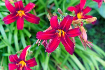  Magnificent bright daylily flowers of an unusual shade.                              