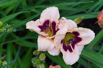  Two large daylily flowers on a green background.                              