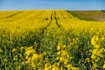 Obraz premium Fields of yellow rapeseed in early spring under a blue sky