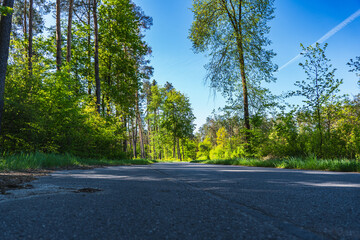Asphalt empty road through green forest at the beginning of spring on a sunny day