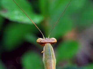 How Do Praying Mantises (Mantodea) Stalk Prey? Macro Photography and Animal Behavior