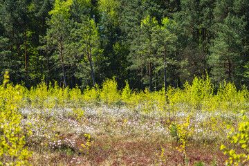 Obraz premium Landscape with a lot of Eriophorum vaginatum growing on a fen during spring season