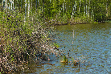 Landscape with a shore of dystrophic lake obradowskie in lubelskie voivodship in Poland