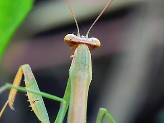 Unique Expressions of Praying Mantises (Mantodea): Hunting Moments & Insect Portraits