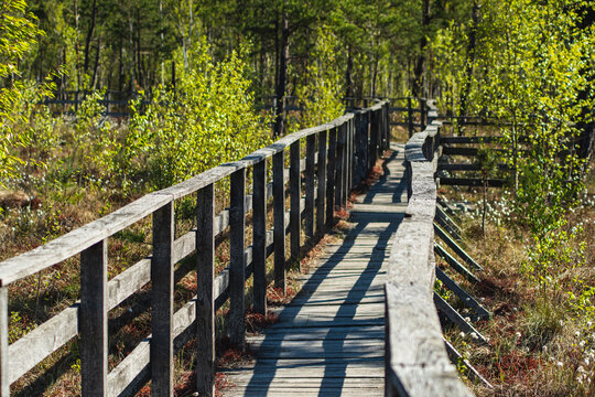 Wooden empty path through green forest at the beginning of spring on a sunny day