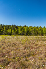 Fototapeta premium The landscape of vegetation on a transitional peatland on the lake of obradowski in lubelskie voivodeship