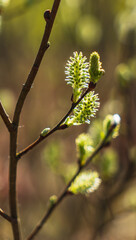 Close-up of willow buds in early spring