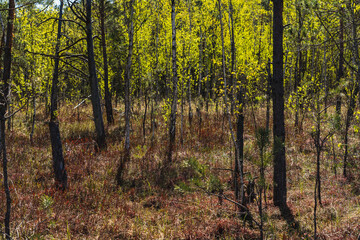 landscape with low forest overgrowing a transitional peat bog in Poland