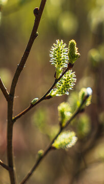 Fototapeta Close-up of willow buds in early spring