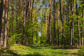 Landscape along a green grassy road through the forest at the beginning of spring