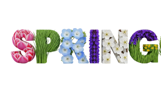 3D 'SPRING' text filled with pink tulips, dewy grass, blue Nemophila, white blossoms, purple salvia. transparent background, soft lit, macro concept of spring renewal and natural beauty