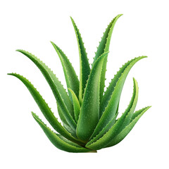Fototapeta premium Aloe vera plant with thick serrated green leaves covered in water droplets, showing realistic texture and vibrant natural color, perfect for botanical or health related themes