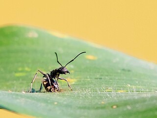 How Do Giant Ants (Camponotus) Find Prey? Macro Portraits and Natural Backgrounds