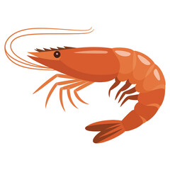 shrimp on white background