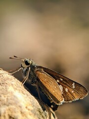 How Do Skipper Butterflies (Hesperiidae) Find Safe Havens? Macro Photography & Unique Behavior