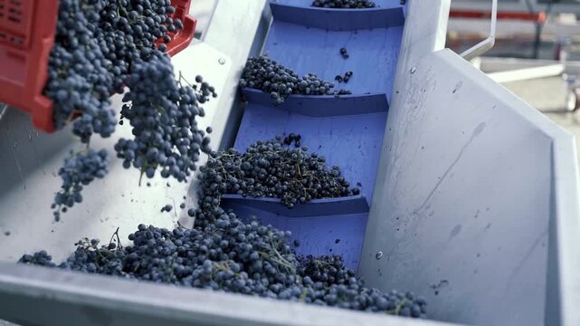 Cutting a bunch of ripe grapes. Harvest and viticulture concept. Grapes harvesting. Close-up of ripe grapes on a vine for the preparation of wine.