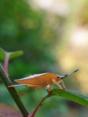 Insect Pest Illustration: Brown Ladybug on Green Shoot