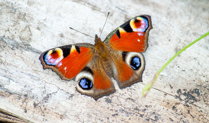 butterfly on the ground