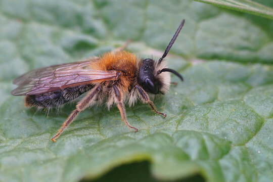 Closeup on a hairy male White-bellied mining bee, Andrena gravida, sitting on a green leaf