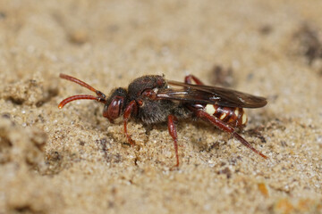 Closeup on a female Large Bear-clawed Nomad Bee ,  Nomada alboguttata