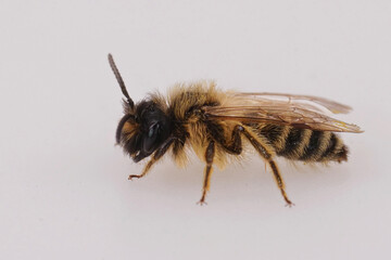 Closeup on a fluffy male Red-tailed mining bee, Andrena flavipes on isolated white background