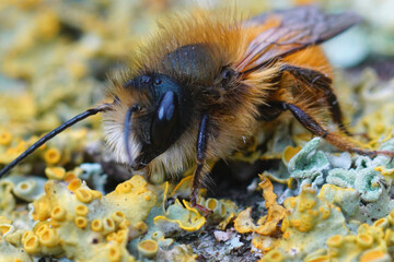 Closeup on a fluffy male European Red Mason bee, Osmia rufa