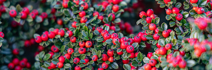 Vibrant red berries cover lush green leaves, highlighting natural beauty in a garden during autumn
